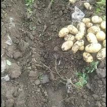 沃土土豆，荷兰十五土豆，颜色黄，黄心，无生芽发绿，不限量