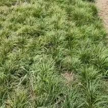 湖北襄阳基地200亩细叶麦冬出售苗子绿品质好价格低