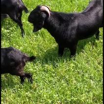 努比亚黑山羊，全国