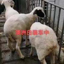 大量供应优质澳洲白种羊最新价格养殖技术羔羊种羊