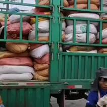 鸽粪大量供应江西，福建，广西，梅州地区。欢迎订购。
