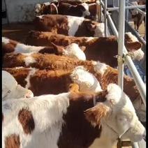 常年出售西门塔尔牛，大小公母，怀胎母牛，架子牛等