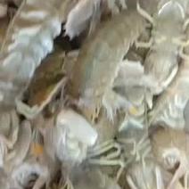 渤海湾鲜活海产品皮皮虾花盖蟹红甲子各种干鲜海一海佰鲜