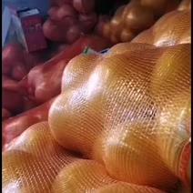 玉林容县沙田柚子大量上市价格