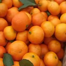 江西桔子南丰蜜橘专业代办10年，满足各种品质要求