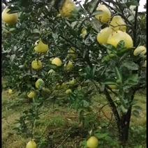 盛产期冰糖柚子树出售