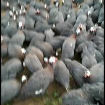 珍珠鸡几内亚鸟散养鸡营养鸡