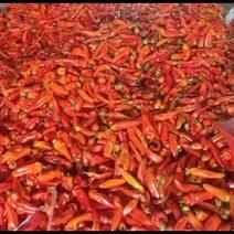 精品红辣椒。大量上市中。
