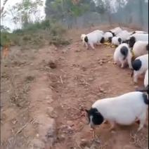 四川跑的快小香猪专注于生态养殖
