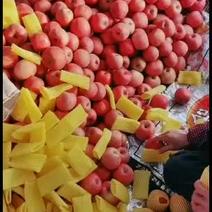 辽南鲅鱼圈地区（产地直发）红富士苹果高次果