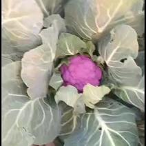 紫色花椰菜，价格电议。