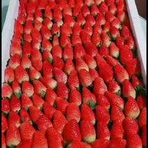 章姬奶油草莓上市啦！甜甜甜