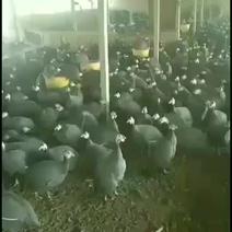 山东珍珠鸡养殖场，成年珍珠鸡价格基地直销