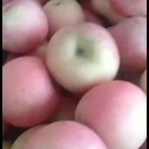 乐亭富士苹果大量现货，七零，八零净面果