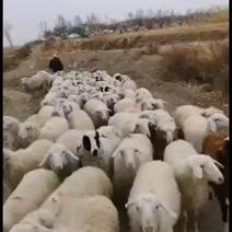 绵羊丶绵羊丶绵羊丶绵羊丶绵羊丶绒山羊丶屠宰羊、育肥羊、羔