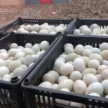 裂纹蛋，精纹蛋，哑蛋破壳蛋破损鲜鸭蛋价格美丽