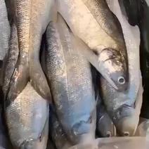 福建东山岛原生态海鲜，午鱼