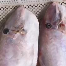 大马面鱼剥皮鱼1-4斤规格运费自理没去皮