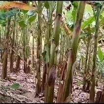 贵州新品种水果香蕉，各种香蕉