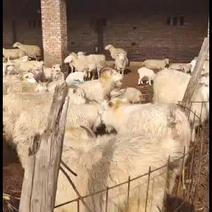 绒山羊、绒山羊、绒山羊、绒山羊、绒山羊、