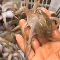 一件：福建东山岛深海原生态章鱼花，活章鱼急冻