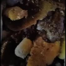 正宗深山野蜂蜜可以视频