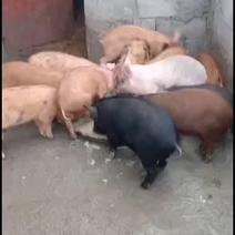 贵州省农户自己养的小猪