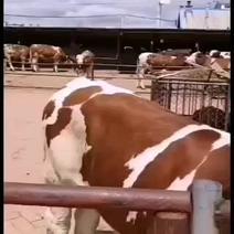 西门塔尔牛种牛牛犊母牛繁育技术养殖前景肉牛犊品种