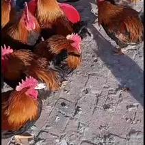 红公鸡欢迎黑龙江地区采购商