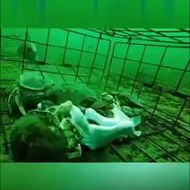 大型海水淡水用折叠弹性螃蟹笼虾笼大闸蟹笼