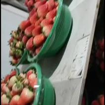 章姬奶油草莓多年种植经验共赢