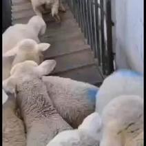 纯种澳洲白羊最新价格火爆热销中量大免费运输
