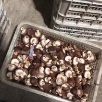 推荐河北808香菇，大集专用，量大，鲜香菇香菇小豆
