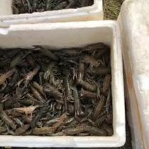 澳洲淡水蓝龙虾58虾苗活力好空运发货包运费