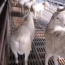 澳洲白养殖场澳洲白羊养殖技术澳洲白羊养殖前景效益分析