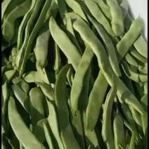 绿扁豆15厘米以上2厘米以上
