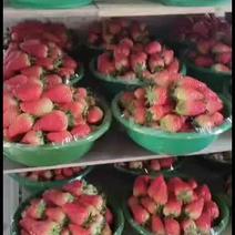 章姬奶油草莓便宜五斤大果45-小果30起批量了500斤。