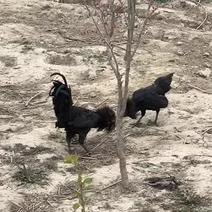 五黑鸡，林下散养两年老鸡