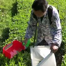出口越南🇻🇳采茶机绿篱机
