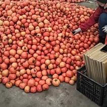 温州苍南粉色西红柿基地直销量大从优一手货源