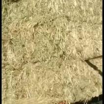 燕麦草甘肃优质燕麦草生长在海拔2700米地带蛋白高