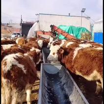 常年大量出售西门塔尔大小公母牛