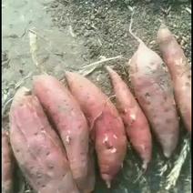 商薯19种薯脱毒红薯白心红薯优质品质品种纯正原产地红薯