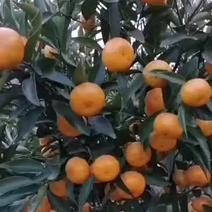 桂林永福县大量马水橘上市了