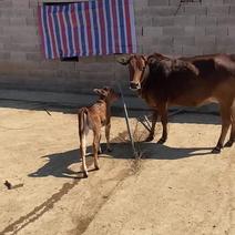 皖南山区跑山牛，母子对、怀孕母牛