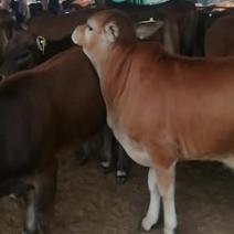 出售鲁西南黄牛，西门塔尔各种牛苗