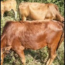 原生态全年放养本地土黄牛，水牛