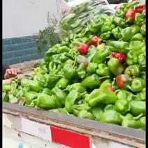 蔬菜基地小青椒大量有货价格美丽欢迎新老客户前来选购