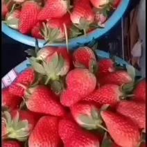 甜宝草莓中果大量上市有要的