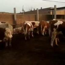 西门塔尔怀胎母牛、育肥牛丶育成牛